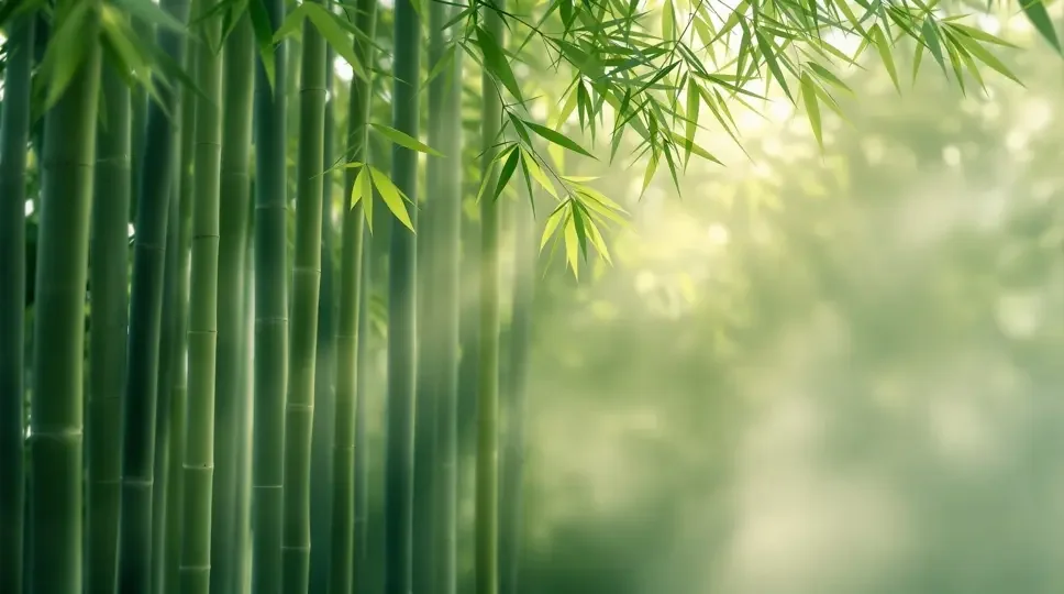 竹影婆娑